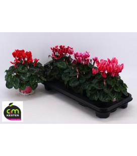 Cyclamen Halyos Fantasy pot de 13 