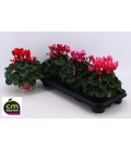 Cyclamen Halyos Fantasy pot de 13 H