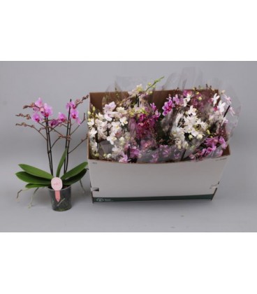 Phalaeno MF mix coul Ø 12 h55 2/3b