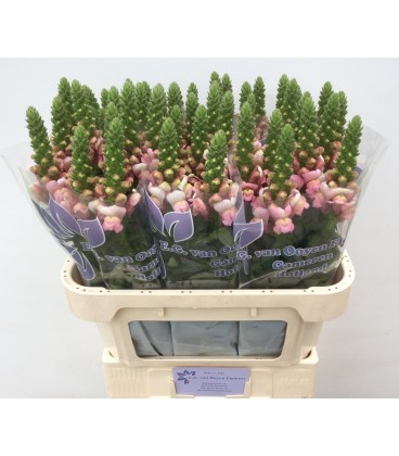 Muflier Cool Rose 75 cm