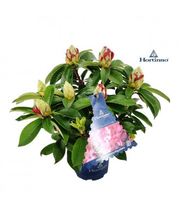 Rhododendron XXL fleurie Ø 19 H40