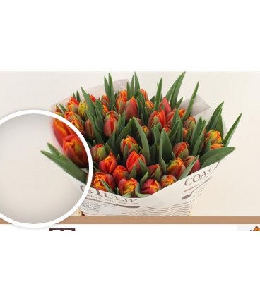 Tulipe Double Thunderball