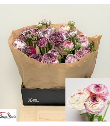 Renoncule White Stripes 45 cm