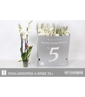 Phalaeno Ø 12 h 70 cm Blanc 4b