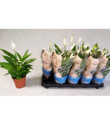 Spathy Korto Ø 12 h 35