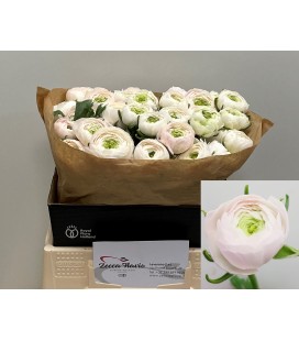 Renoncule Su Hanoi 35 cm