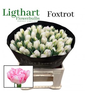 Tulipe double Foxtrot