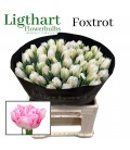 Tulipe double Foxtrot