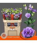 Lisianthus Corelli Lavender