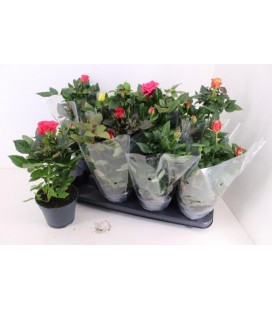 Rosier mix pot de 13