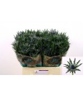 Chardon Orion 60 cm