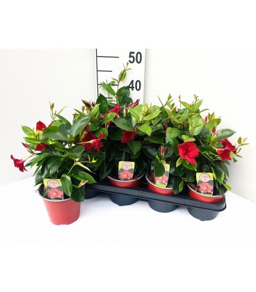 Mandevilla Rio Grande Red Ø 14 h 30