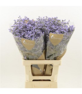 Limonium maine Blue 70 cm