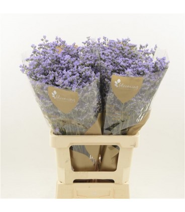 Limonium maine Blue 80 cm