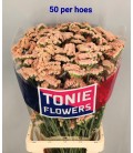 Statice Sin Ho Apricot 75 cm