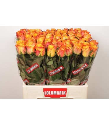 Rose Marie claire 70 cm