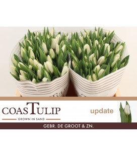 Tulipe Update