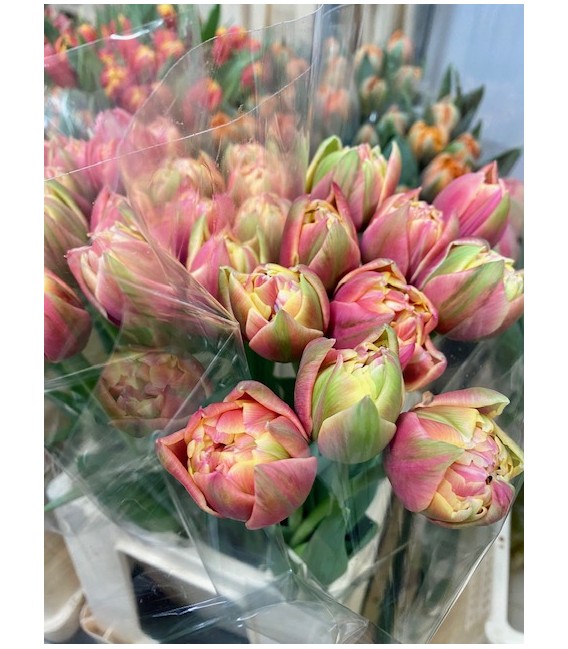 Tulipe double Colombus 