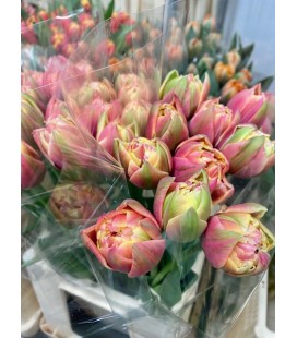 Tulipe double Colombus 