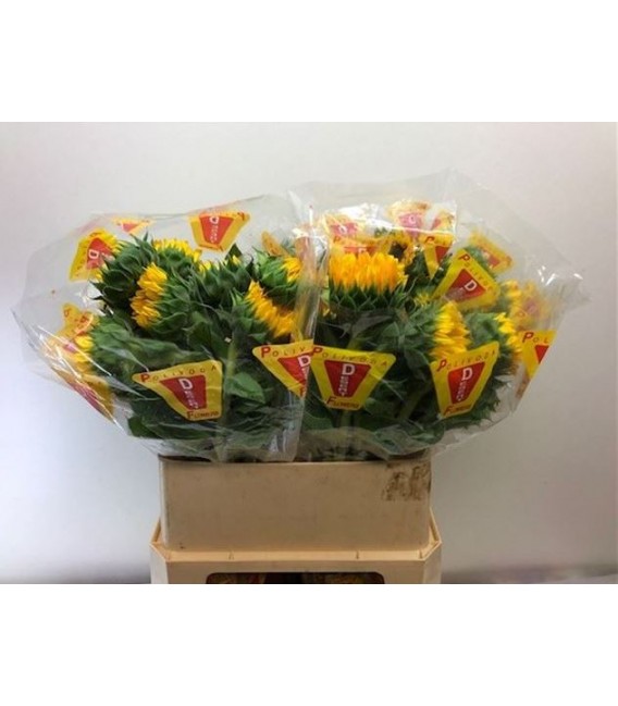 Tournesol Orange fire 80 cm