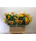 Tournesol Orange fire 65 cm