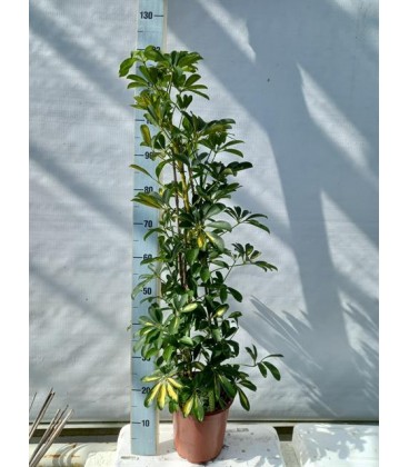 Schefflera gold pot de 24 h 130