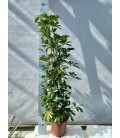 Schefflera gold pot de 21 h 90