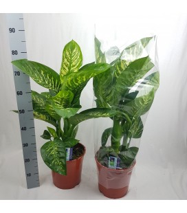 Diefffenbacia tropic snow Ø 21 h 90