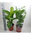 Diefffenbacia tropic snow pot de 21