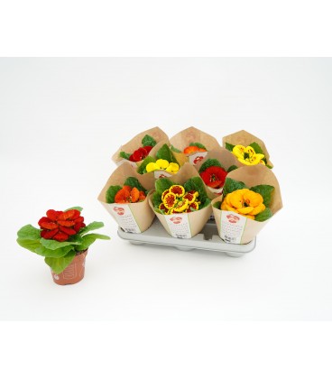 Calceolaire Pot de 10