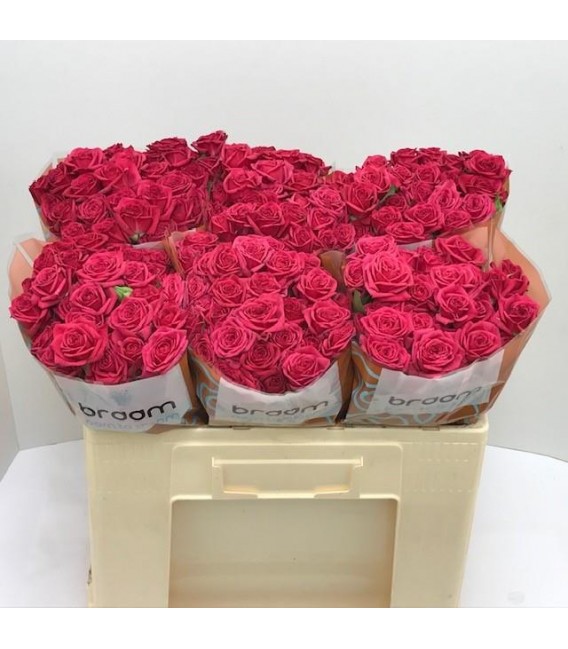 Rose Branchue Quincy 50 cm