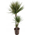 Dracaena M Bicolor Ø 24 h 120