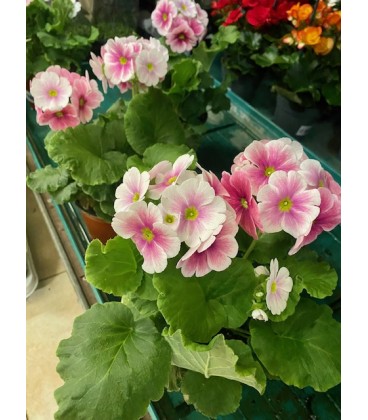 Primevères Obconica Ø15 FR