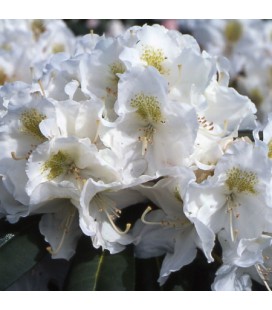 Rhododendron Yaku Blanc Ø 23