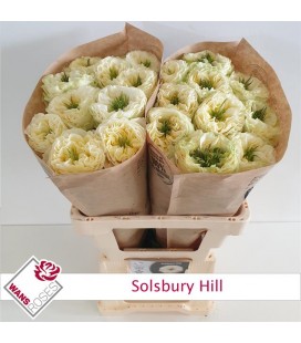 Rose Solsbury hill 60 cm
