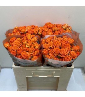 Rose Branchue Orange Dimention 50 c