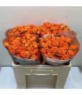 Rose Branchue Orange Dimention 50 c