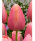 Tulipe Menton 60 cm