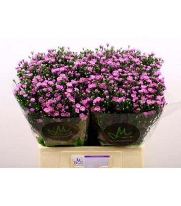 Aster teeny tiny pink 80 cm