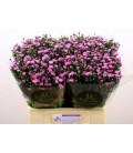 Aster teeny tiny pink 80 cm