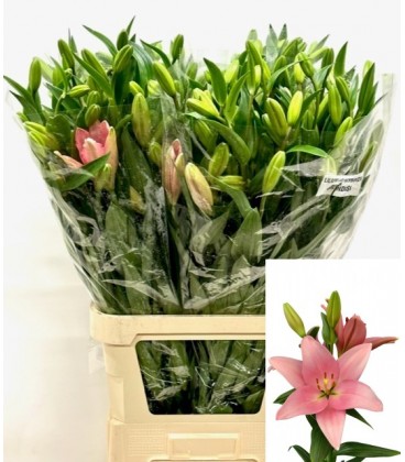 Lys Brindisi court 85 cm
