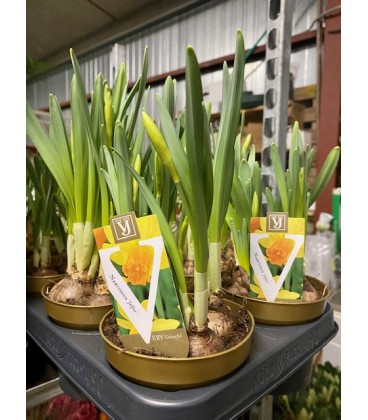 Narcisse jetfire Ø 12