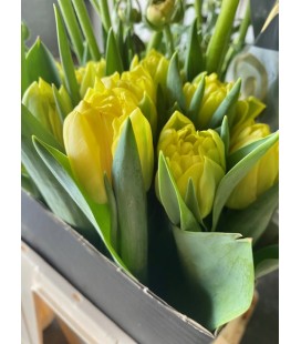 Tulipe double Foxy Foxtrot