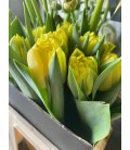 Tulipe double Foxy Foxtrot
