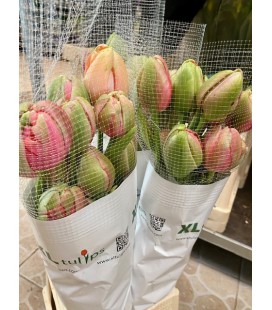 Tulipe du Renown unique 70 cm