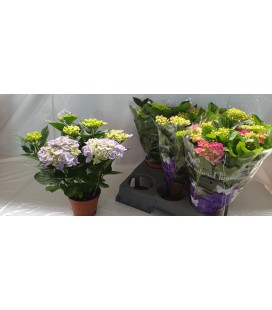 Hortensia diff coul Ø 14 h 40