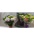 Hortensia pot de 14 h 20