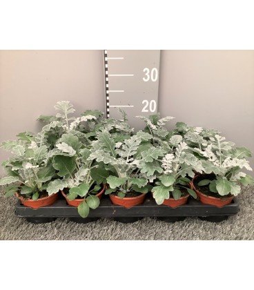 Cineraire Maritime pot de 10.50