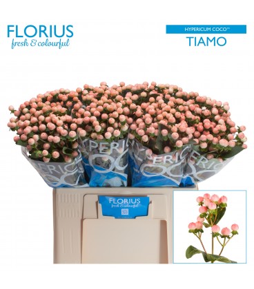 Hypericum coco tiamo 60 cm