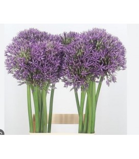 Allium Jackpot 70 cm